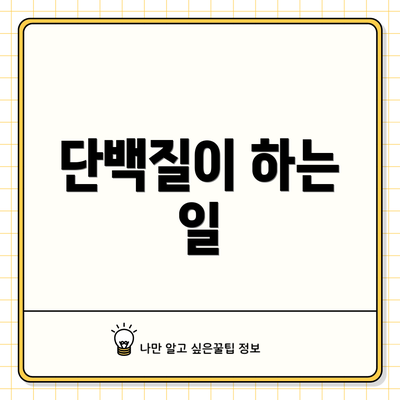 단백질이 하는 일