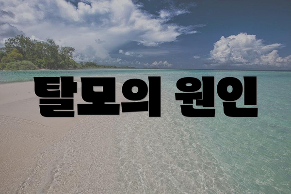 탈모의 원인