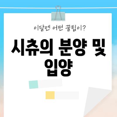 시츄의 분양 및 입양